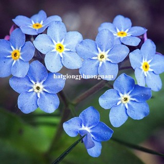 1 Gram - Hạt Giống Hoa Lưu Ly Xanh - For Get Me Not Phương Nam