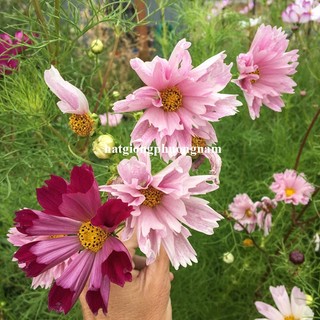 0,5 Gram - Hạt Giống Hoa Sao Nhái Cánh Bướm Vỏ Sò Mix Phương Nam