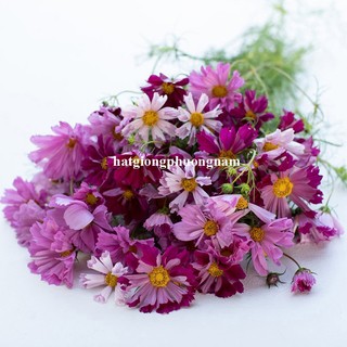 0,5 Gram - Hạt Giống Hoa Sao Nhái Cánh Bướm Vỏ Sò Mix Phương Nam