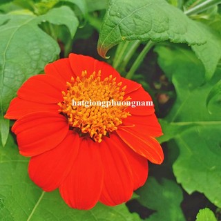 20 Hạt - Hạt Giống Hoa Dã Quỳ Đỏ Phương Nam