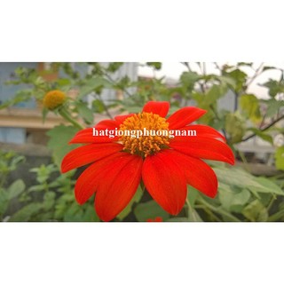 20 Hạt - Hạt Giống Hoa Dã Quỳ Đỏ Phương Nam
