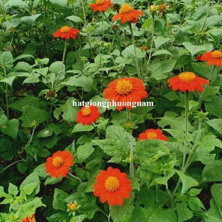 20 Hạt - Hạt Giống Hoa Dã Quỳ Đỏ Phương Nam
