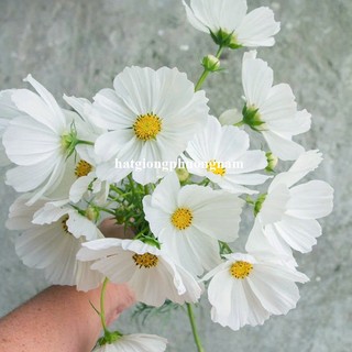 2 Gram  - Hạt Giống Hoa Sao Nhái Cánh Bướm Trắng Phương Nam