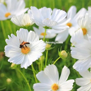 2 Gram  - Hạt Giống Hoa Sao Nhái Cánh Bướm Trắng Phương Nam