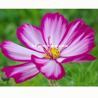 50 Hạt - Hạt Giống Sao Nhái Viền Chuẩn Mỹ Phương Nam