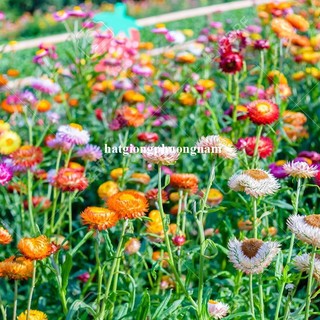 1 Gram - Hạt Giống Hoa Bất Tử Mix Phương Nam
