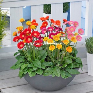 10 Hạt - Hạt Giống Hoa Đồng Tiền Mix Phương Nam