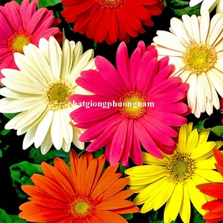 10 Hạt - Hạt Giống Hoa Đồng Tiền Mix Phương Nam