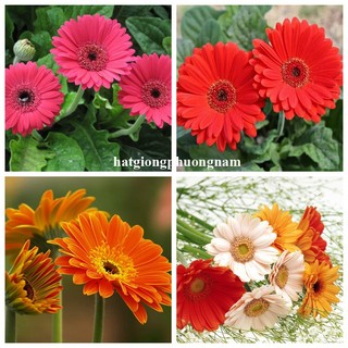10 Hạt - Hạt Giống Hoa Đồng Tiền Mix Phương Nam