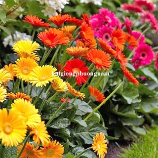 10 Hạt - Hạt Giống Hoa Đồng Tiền Mix Phương Nam