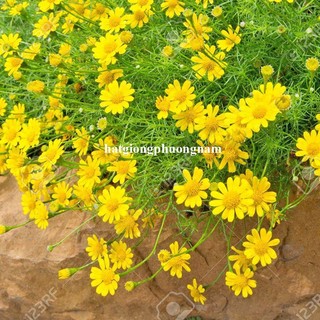 0,5 Gram - Hạt Giống Hoa  Cúc Sao Băng Phương Nam