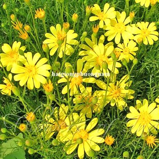 0,5 Gram - Hạt Giống Hoa  Cúc Sao Băng Phương Nam