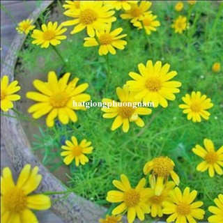 0,5 Gram - Hạt Giống Hoa  Cúc Sao Băng Phương Nam