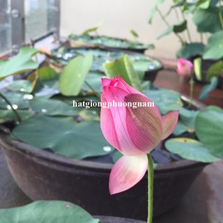 15 Hạt - Hạt Giống Sen Ta Phương Nam