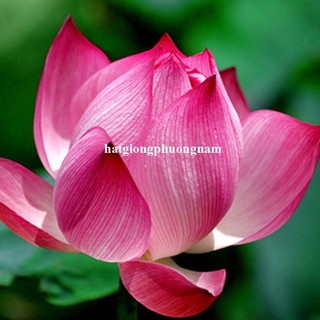 15 Hạt - Hạt Giống Sen Ta Phương Nam