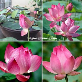 15 Hạt - Hạt Giống Sen Ta Phương Nam