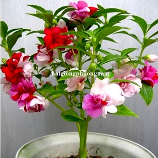 1 Gram - Hạt Giống Hoa Móng Tay Mix Phương Nam