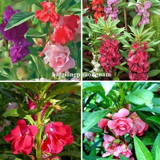 1 Gram - Hạt Giống Hoa Móng Tay Mix Phương Nam