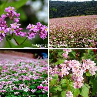 10 Gram - Hạt Giống Hoa Tam Giác Mạch Phương Nam