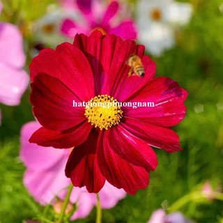 2 Gram - Hạt Giống Hoa Sao Nhái Cánh Bướm Đỏ Phương Nam