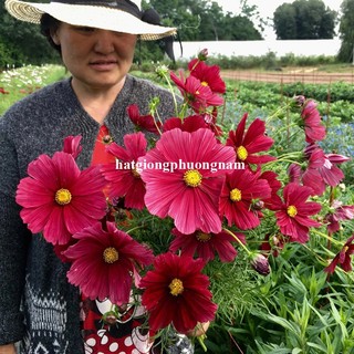 2 Gram - Hạt Giống Hoa Sao Nhái Cánh Bướm Đỏ Phương Nam
