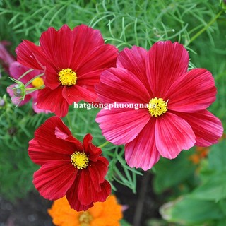 2 Gram - Hạt Giống Hoa Sao Nhái Cánh Bướm Đỏ Phương Nam
