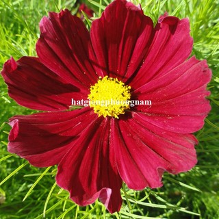 2 Gram - Hạt Giống Hoa Sao Nhái Cánh Bướm Đỏ Phương Nam