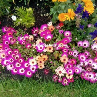 0.1 Gram - Hạt Giống Hoa Mười Giờ Mỹ Nam Phi Mix Phương Nam