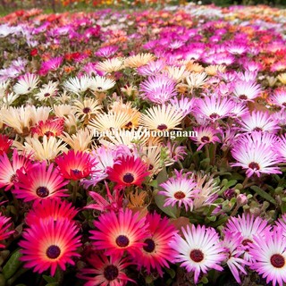 0.1 Gram - Hạt Giống Hoa Mười Giờ Mỹ Nam Phi Mix Phương Nam