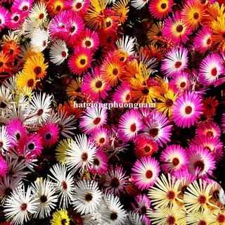 0.1 Gram - Hạt Giống Hoa Mười Giờ Mỹ Nam Phi Mix Phương Nam