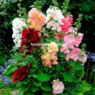 20 Hạt - Hạt Giống Hoa Mãn Đình Hồng Kép Mix Phương Nam