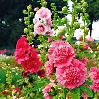 20 Hạt - Hạt Giống Hoa Mãn Đình Hồng Kép Mix Phương Nam