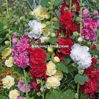 20 Hạt - Hạt Giống Hoa Mãn Đình Hồng Kép Mix Phương Nam