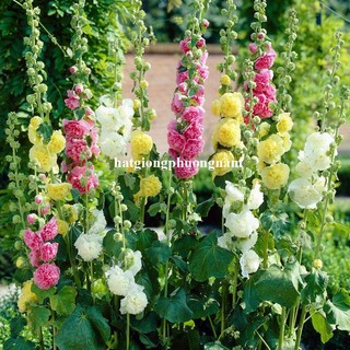 20 Hạt - Hạt Giống Hoa Mãn Đình Hồng Kép Mix Phương Nam