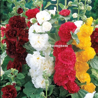 20 Hạt - Hạt Giống Hoa Mãn Đình Hồng Kép Mix Phương Nam