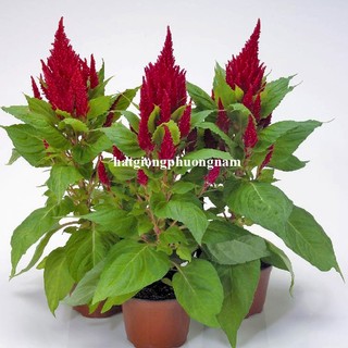 10 Hạt -  Hạt Giống Hoa Mào Gà Lửa Đỏ Lùn F1 Phương Nam