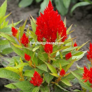 10 Hạt -  Hạt Giống Hoa Mào Gà Lửa Đỏ Lùn F1 Phương Nam