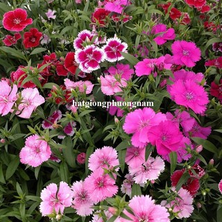 1 Gram - Hạt Giống Hoa Cẩm Chướng Chùm Mix Phương Nam