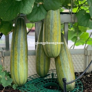 100 Gram ≈ 6000 Hạt - Hạt Giống Dưa Gang Phương Nam