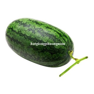 10 Hạt - Hạt Giống Dưa Hấu Hắc Mĩ Nhân Phương Nam