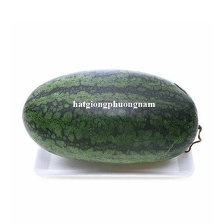 10 Hạt - Hạt Giống Dưa Hấu Hắc Mĩ Nhân Phương Nam