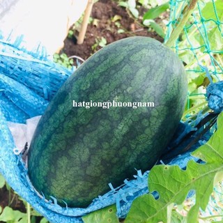 10 Hạt - Hạt Giống Dưa Hấu Hắc Mĩ Nhân Phương Nam