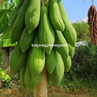 0,3 Gram - Hạt Giống Đu Đủ Ruột Đỏ Siêu Dài Phuket Thái Lan Phương Nam