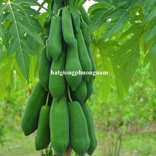 0,3 Gram - Hạt Giống Đu Đủ Ruột Đỏ Siêu Dài Phuket Thái Lan Phương Nam