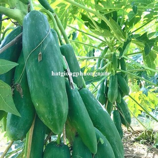 0,3 Gram - Hạt Giống Đu Đủ Ruột Đỏ Siêu Dài Phuket Thái Lan Phương Nam