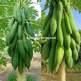 0,3 Gram - Hạt Giống Đu Đủ Ruột Đỏ Siêu Dài Phuket Thái Lan Phương Nam