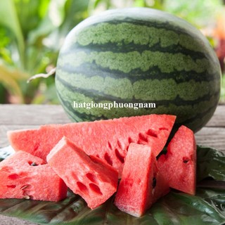 10 Hạt - Hạt Giống Dưa Hấu Thành Long (Sonya Thái ) F1 Phương Nam