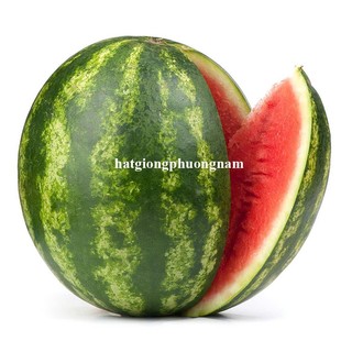 10 Hạt - Hạt Giống Dưa Hấu Thành Long (Sonya Thái ) F1 Phương Nam