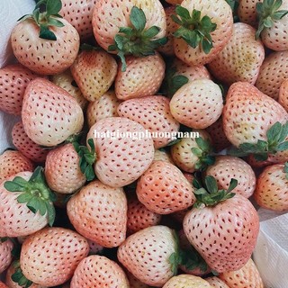 30 Hạt - Hạt Giống Dâu Tây Trắng Phương Nam
