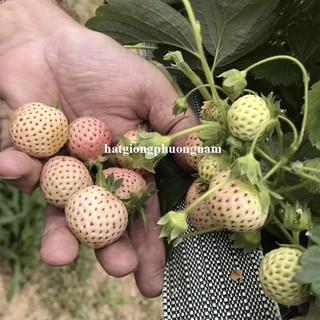 30 Hạt - Hạt Giống Dâu Tây Trắng Phương Nam